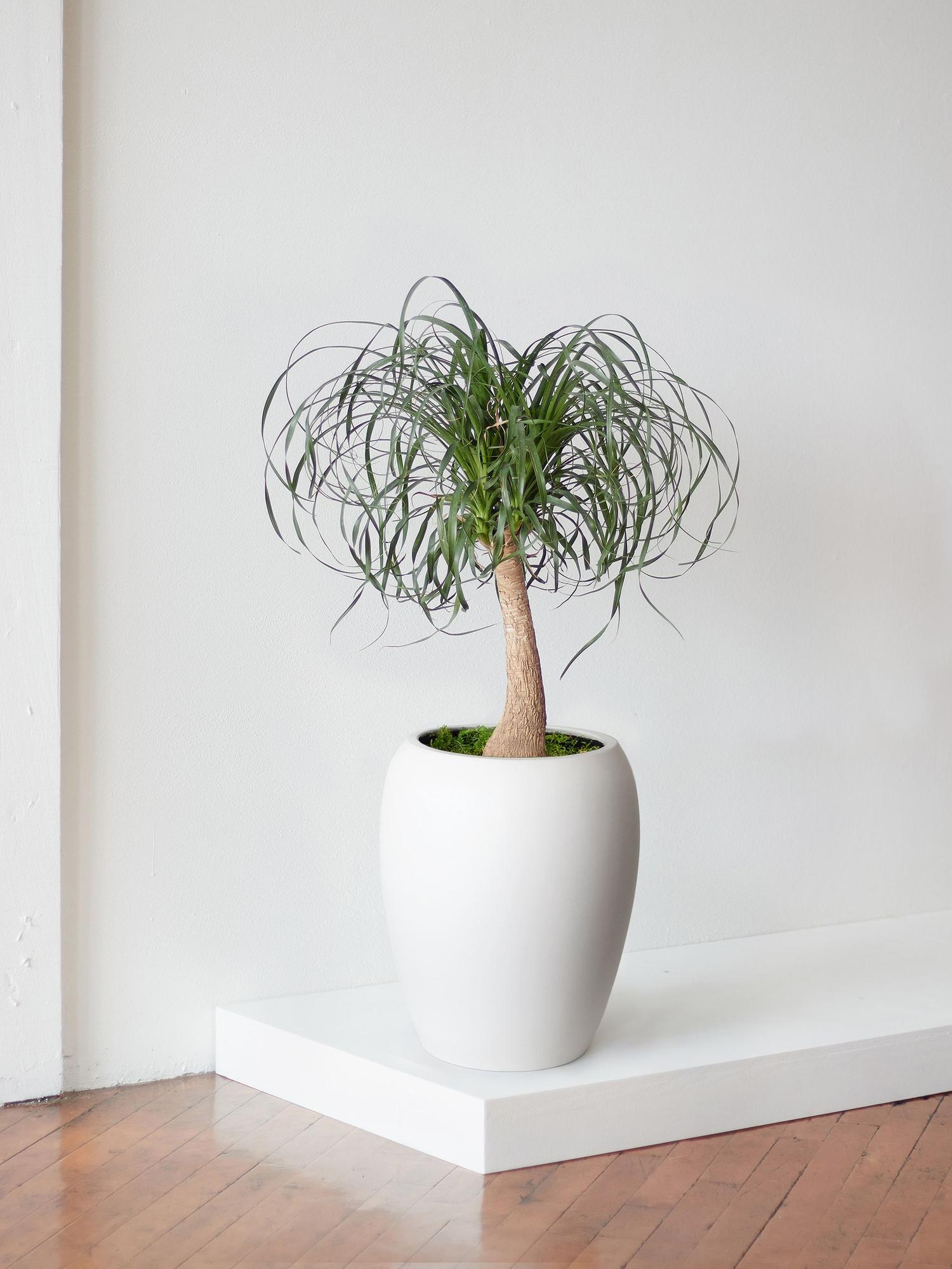 Ponytail Palm