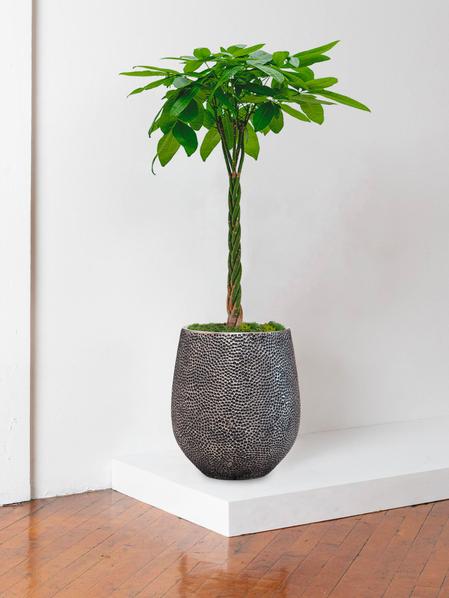Pachira Aquatica