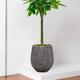 Braided Money Tree