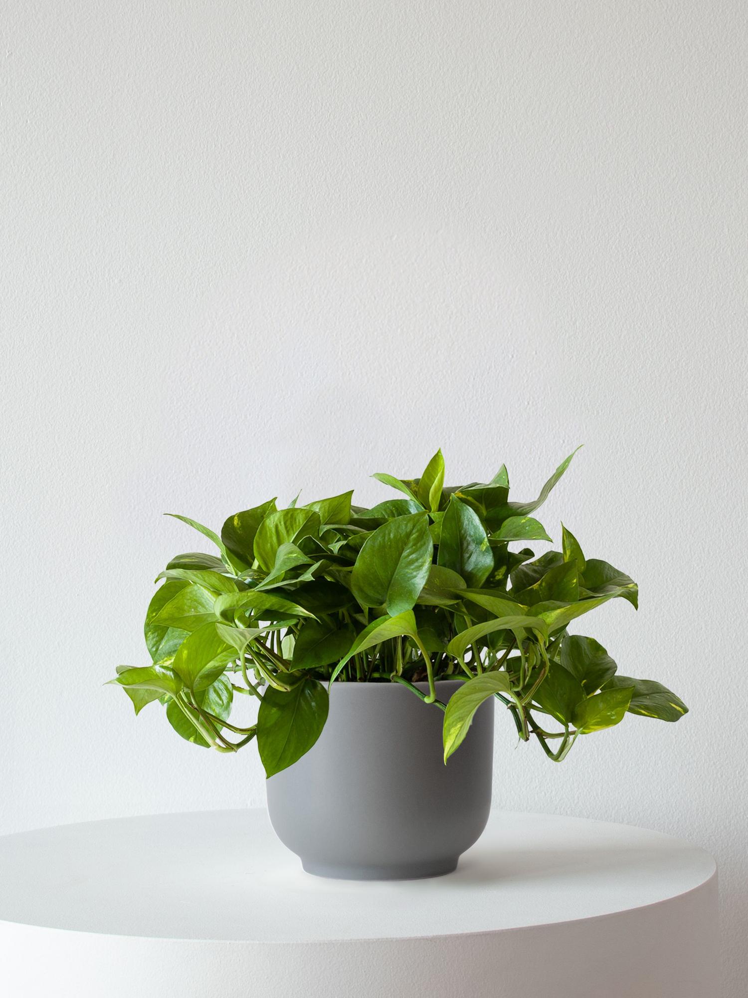 picture of a money tree 4" Pachira aquatica 'Money Tree'