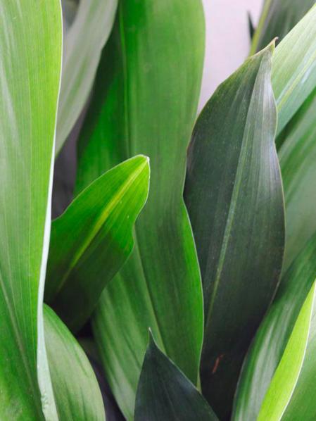 Aspidistra Elatior