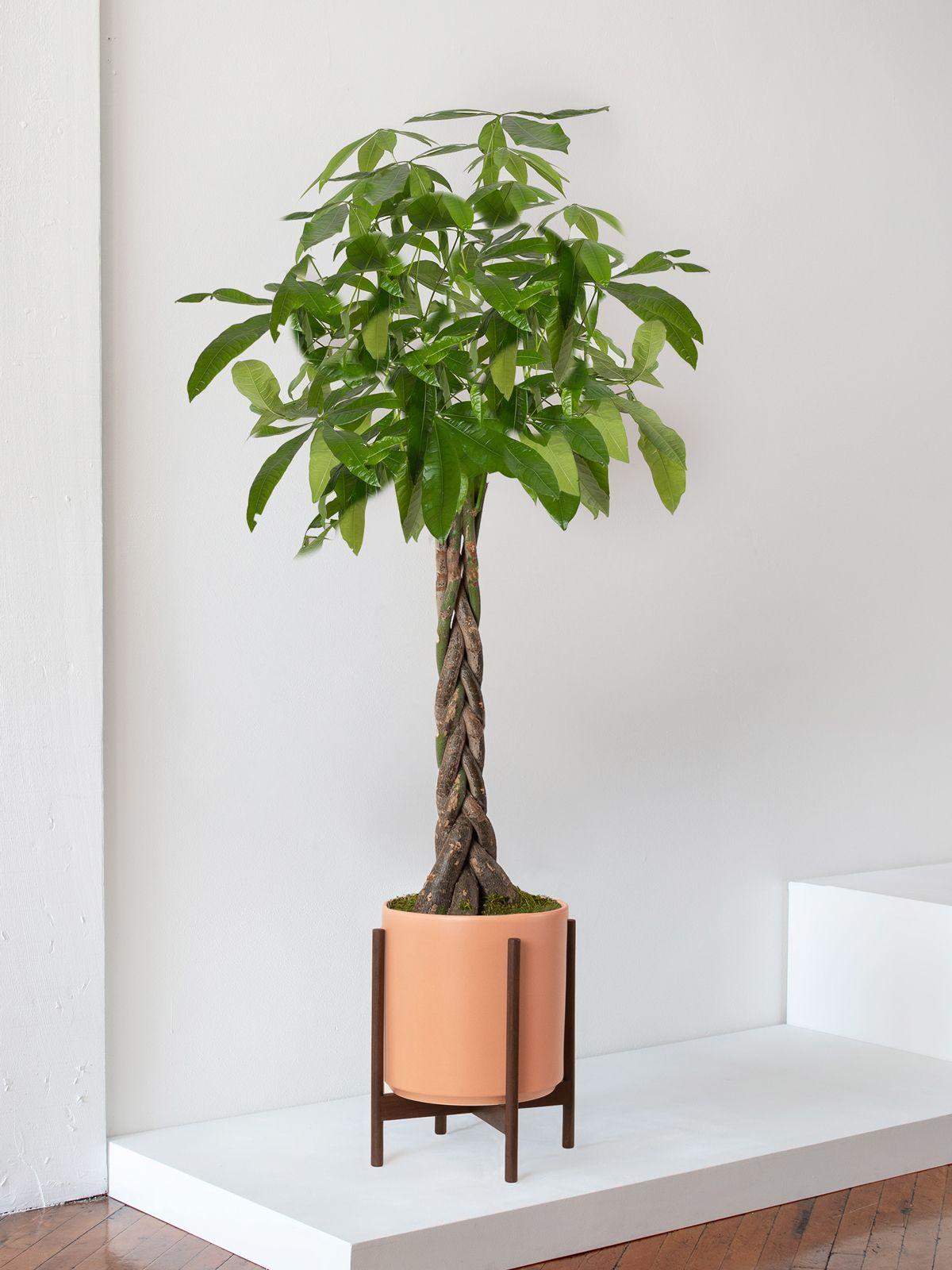 Braided Money Tree Extra Large (5  ft tall) + Mid-Century Ceramic Pot |  Lon & George