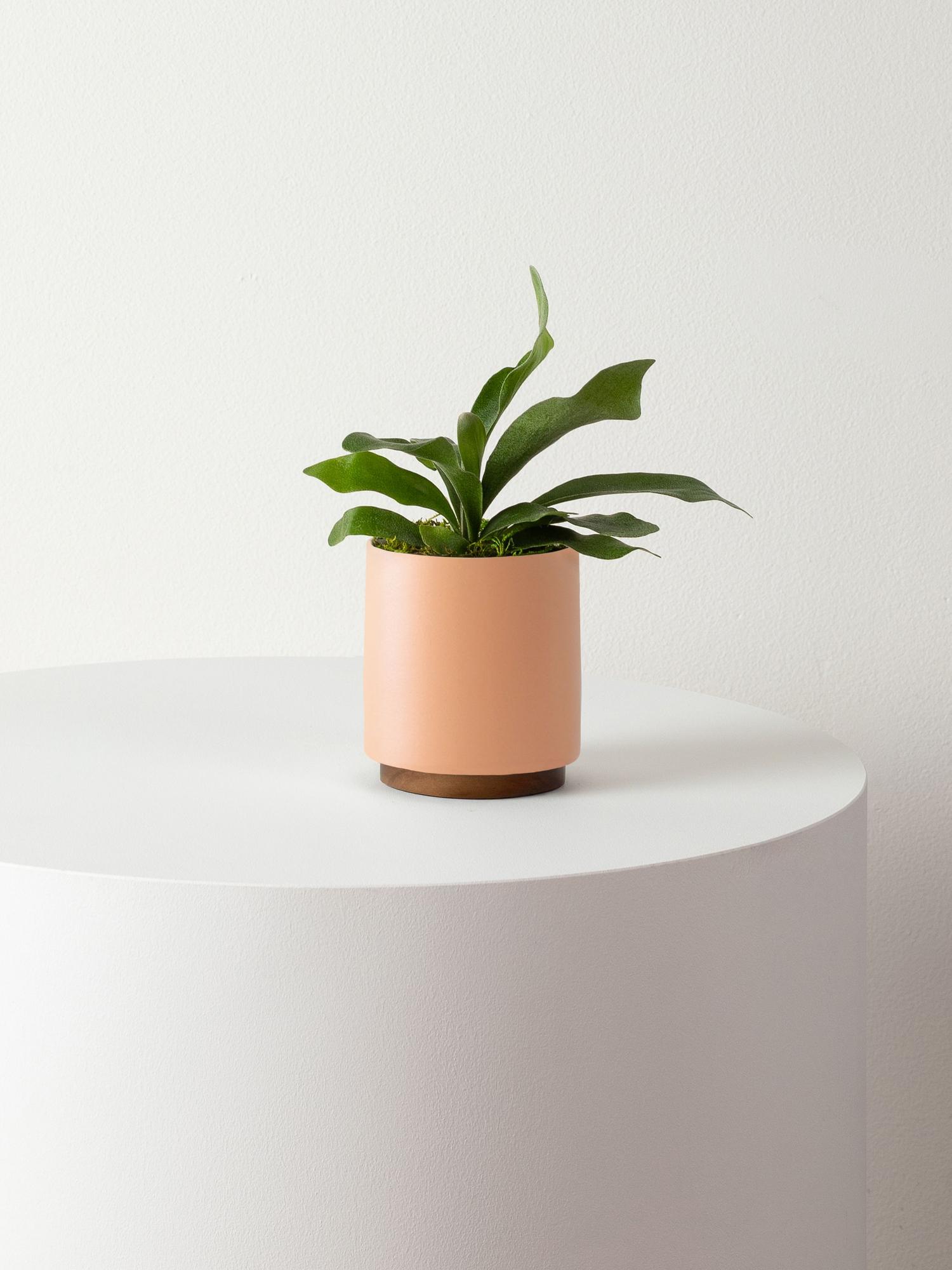 Staghorn Fern