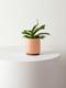 Staghorn Fern