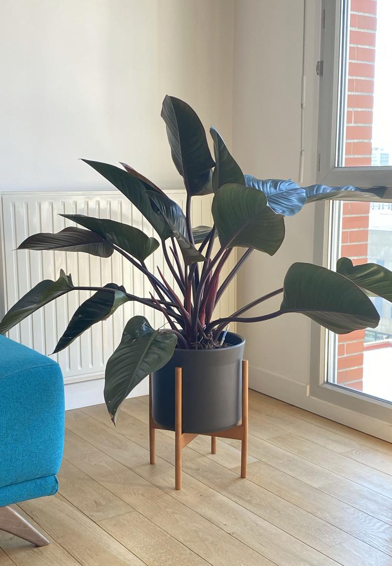 Philodendron Red Beauty Large (1m) + Mid-Century Pot | Lon & George
