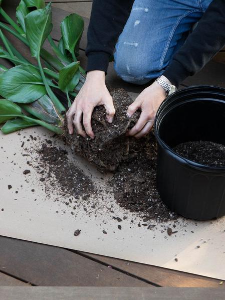 Deluxe Repotting Kit