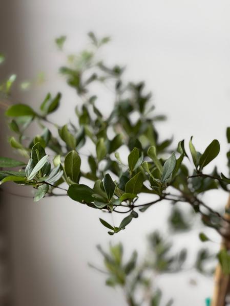 Black Olive Tree