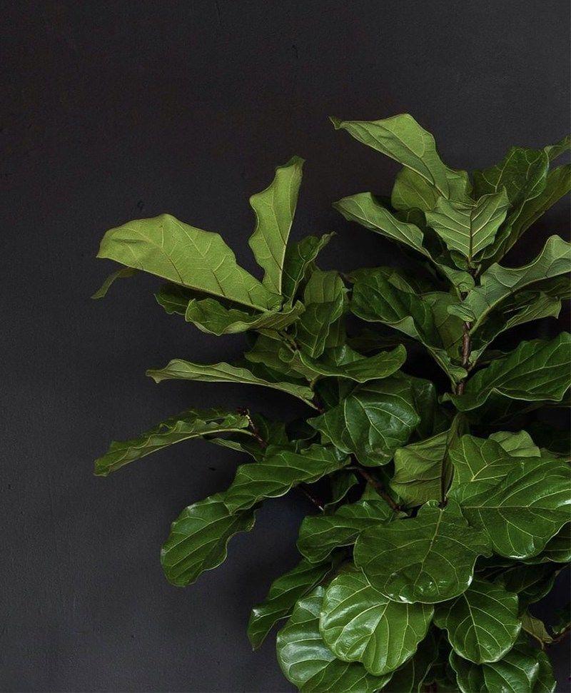 Ficus Lyrata Canopée