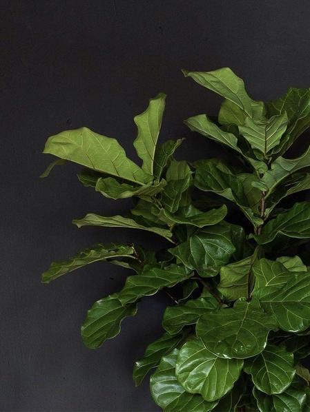 Ficus Lyrata Canopée