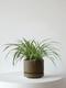 Spider Plant
