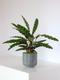 Calathea Paon de Rio