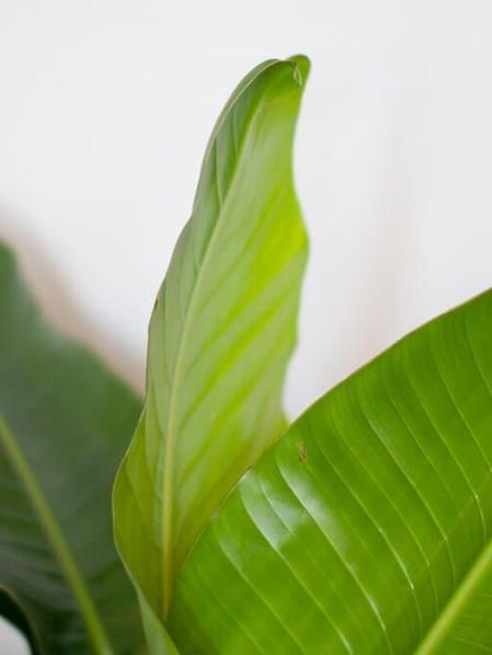 Bird of Paradise