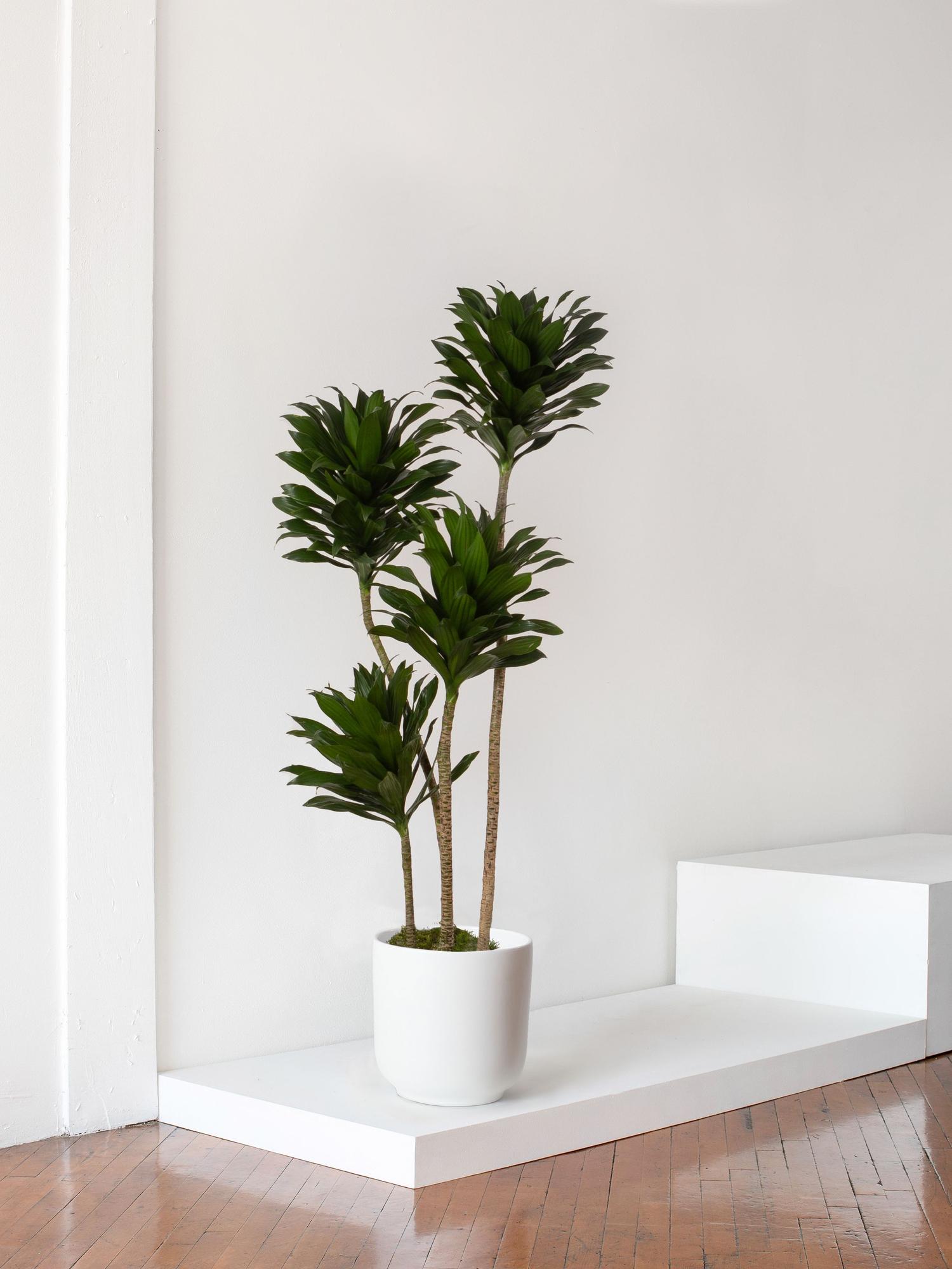 Dracaena Compacta - Gray Ceramic