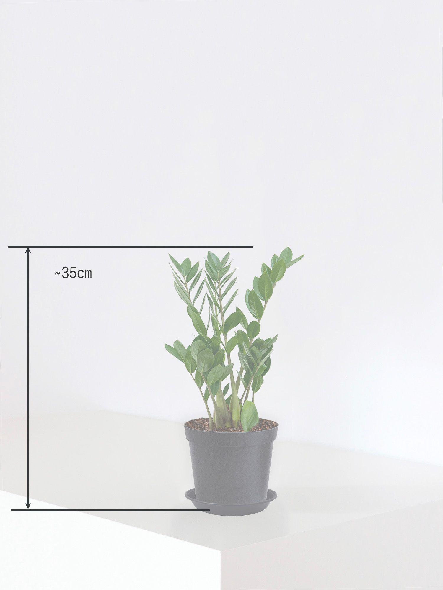 Glcksfeder Small (35cm) | Lon & George