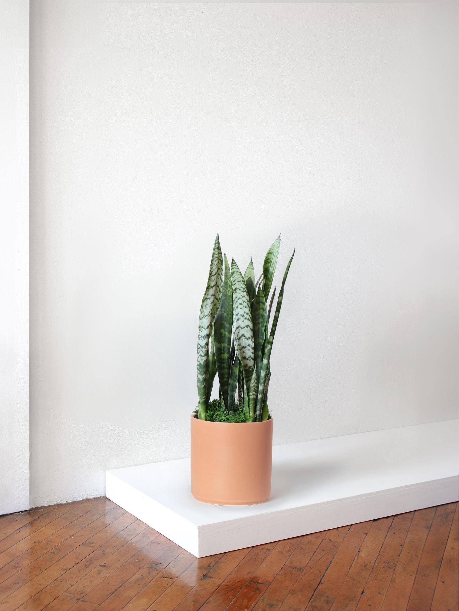 black-coral-snake-plant-coral-