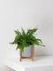 Boston Fern
