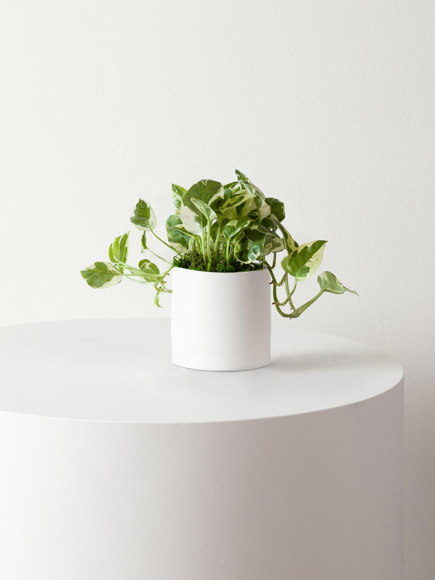 N'joy Pothos - White Mid-Century Ceramic 
