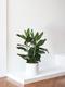 Ficus Audrey Buisson