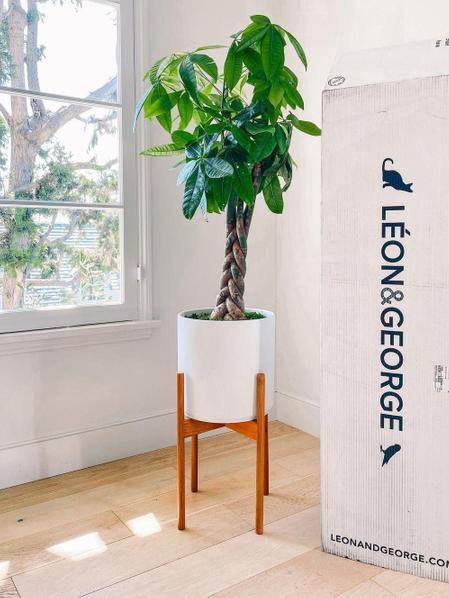 Braided Money Tree