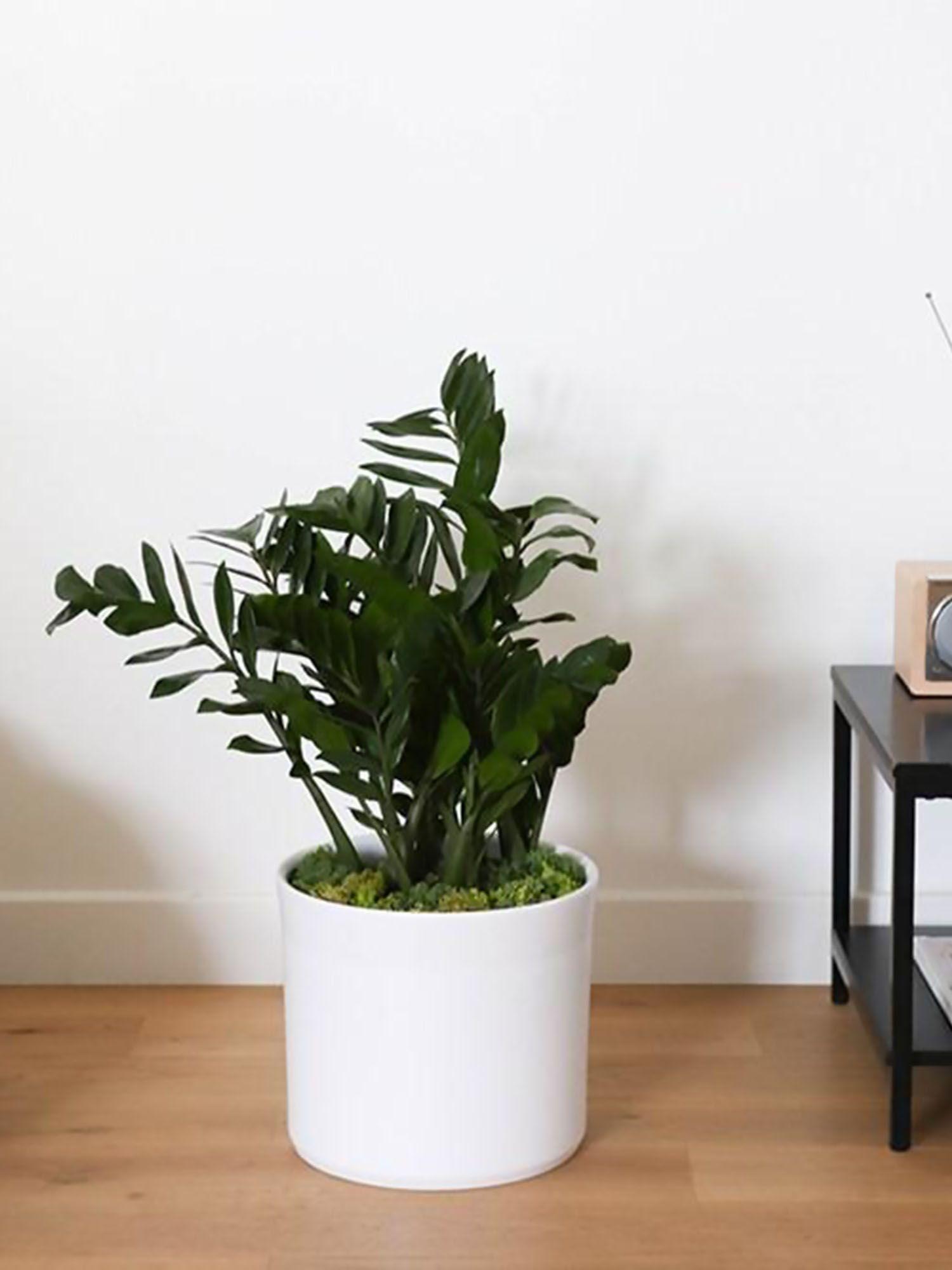 Joyau de Zanzibar - Mid-Century