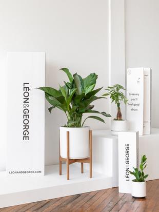 Premium plant sets for gifting