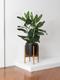 Ficus Audrey Buisson
