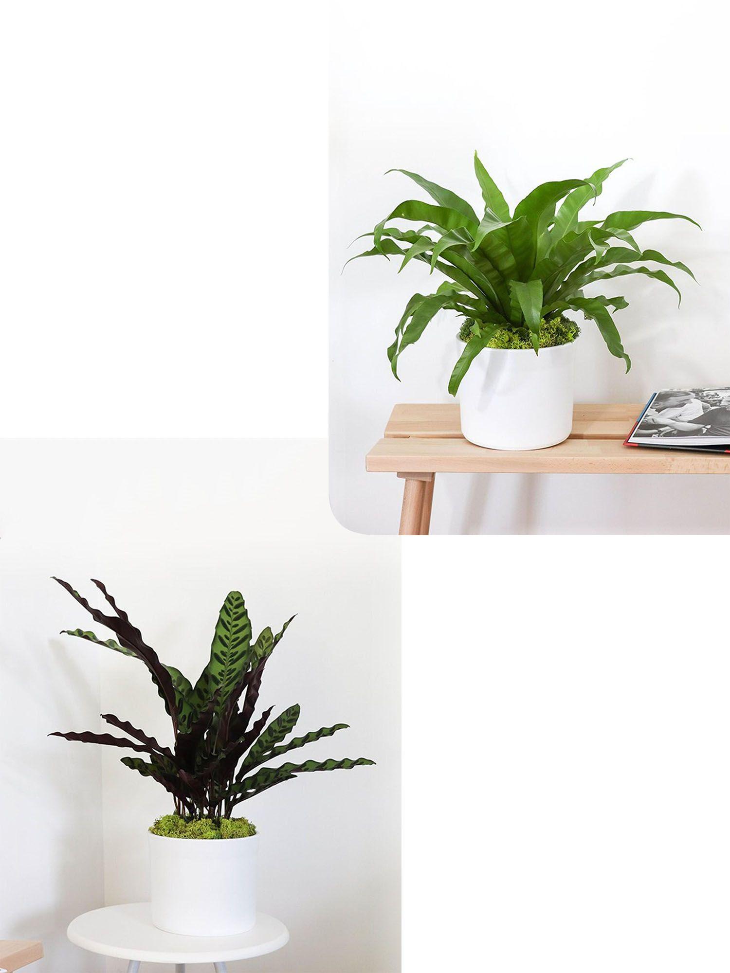 Duo Calathea Paon de Rio X Fougère nid d'oiseau