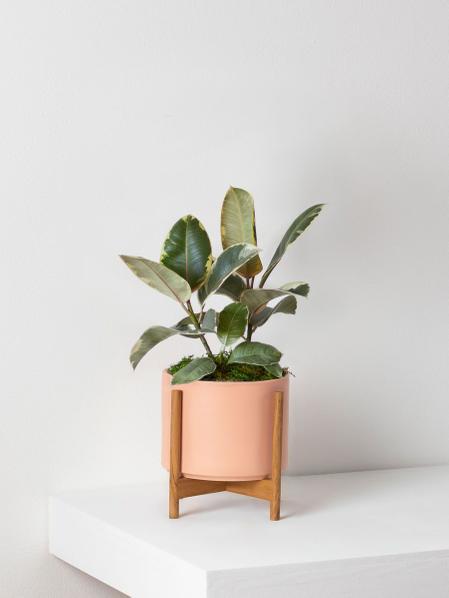 Tineke Rubber Plant