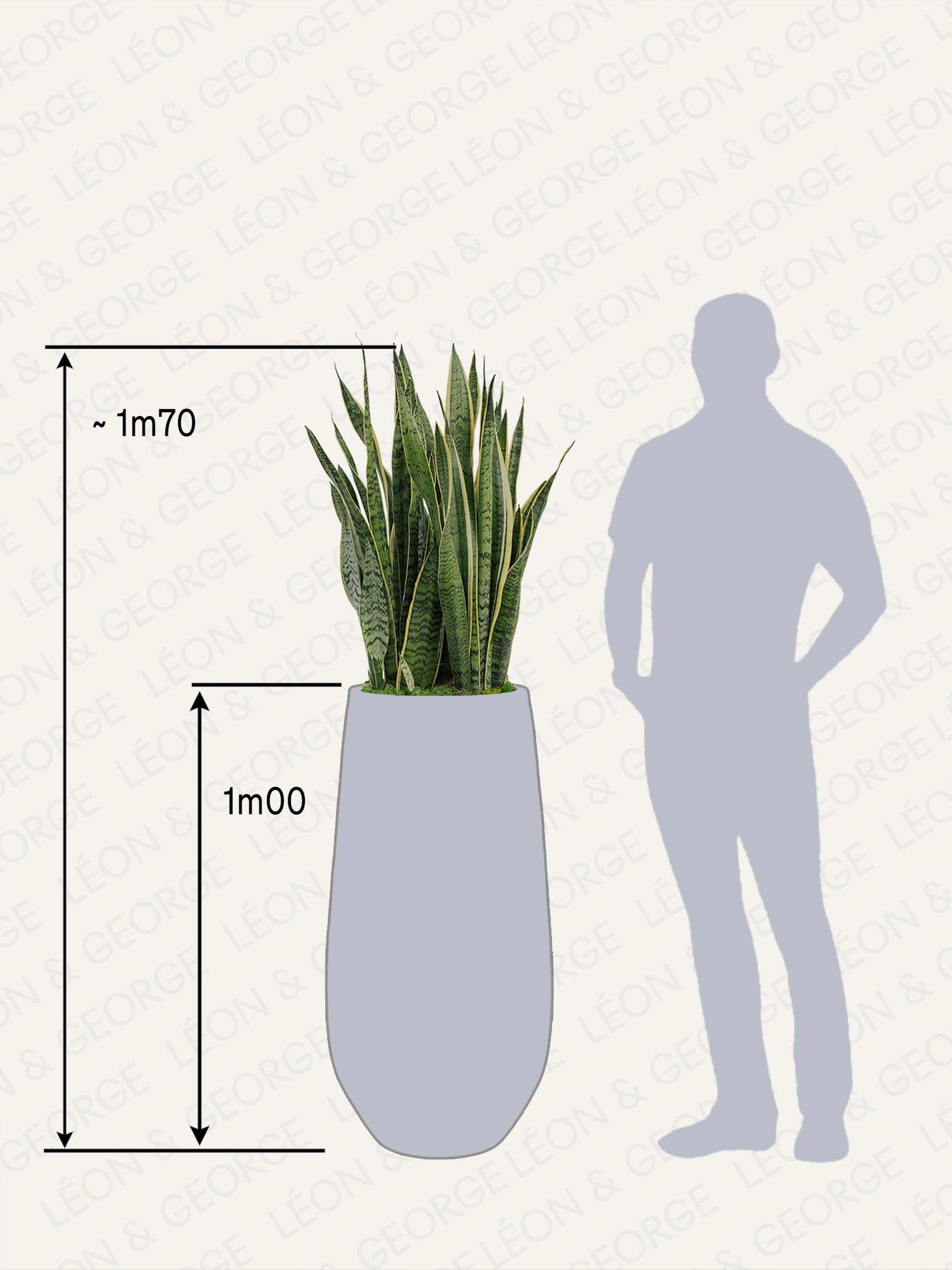 Sansevieria Laurentii