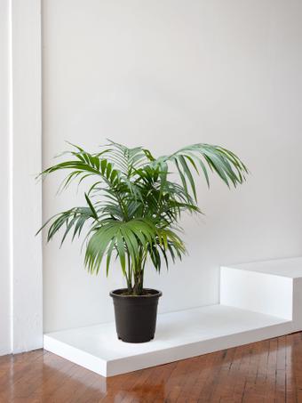 indoor plants picture