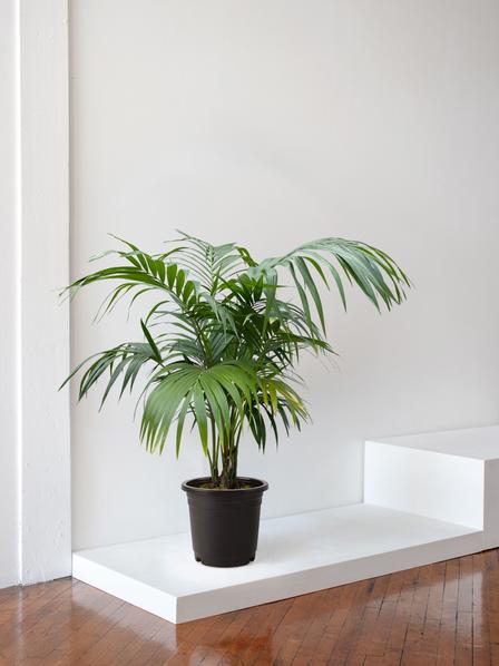 Kentia Palm