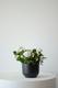 Snowdrop Calandiva