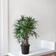 Lady Palm