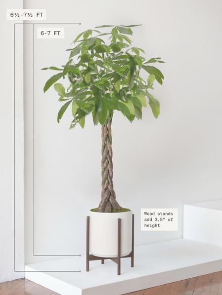 Money Tree 18 Inches Extra Large Braided Money Tree With Mid-Century Pot, potted plant ...