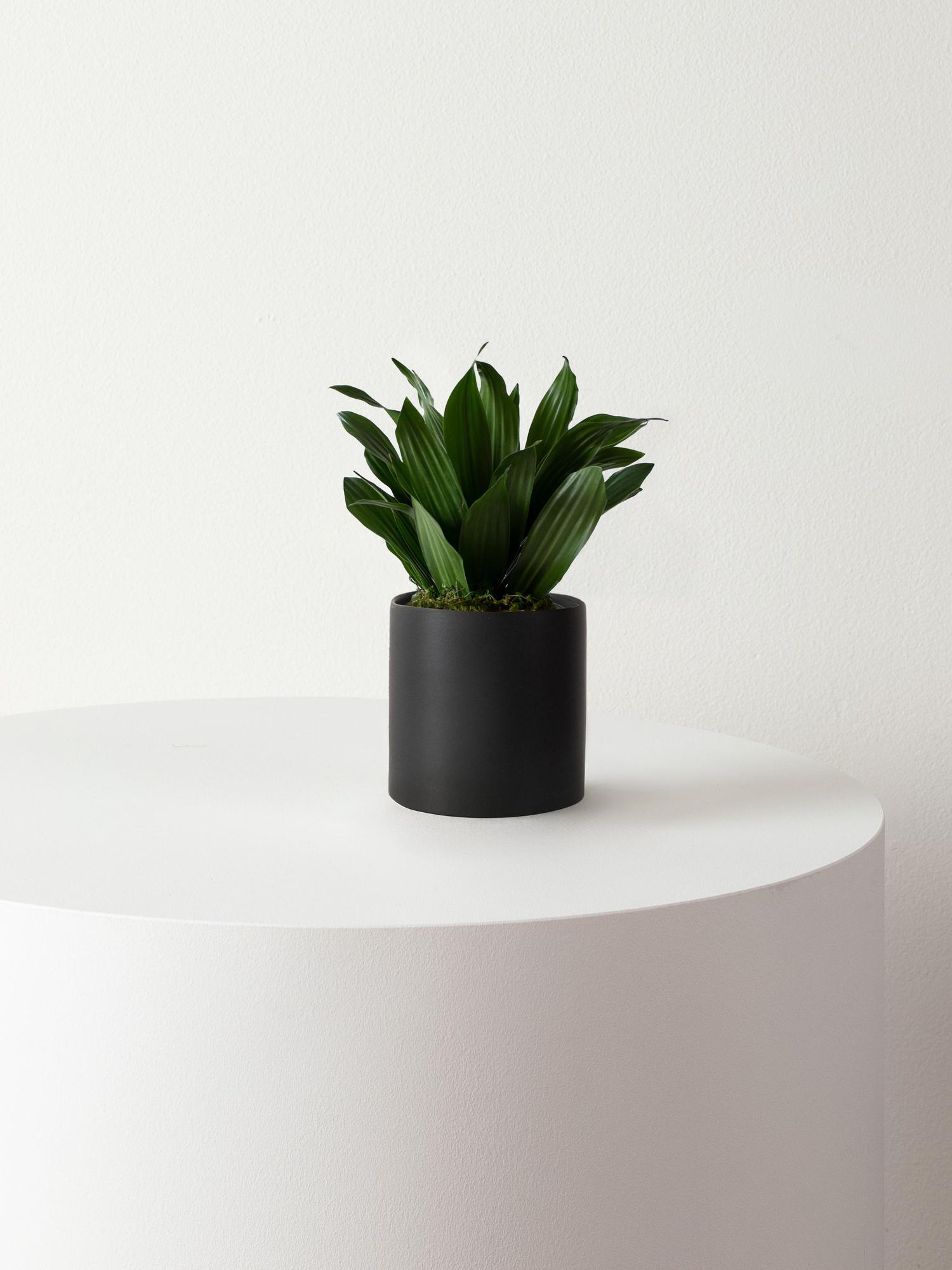dracaena-compacta-black-mid-