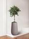 Ficus Benjamina