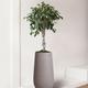 Ficus Benjamina