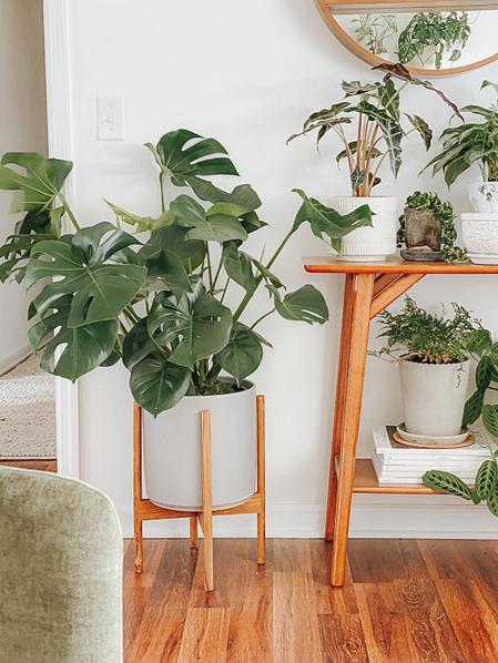 Monstera Deliciosa