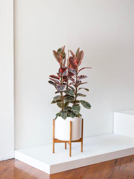 Pink Rubber Tree
