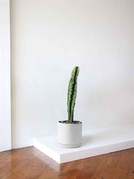 Jade Cactus