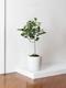 Ficus Audrey Tree