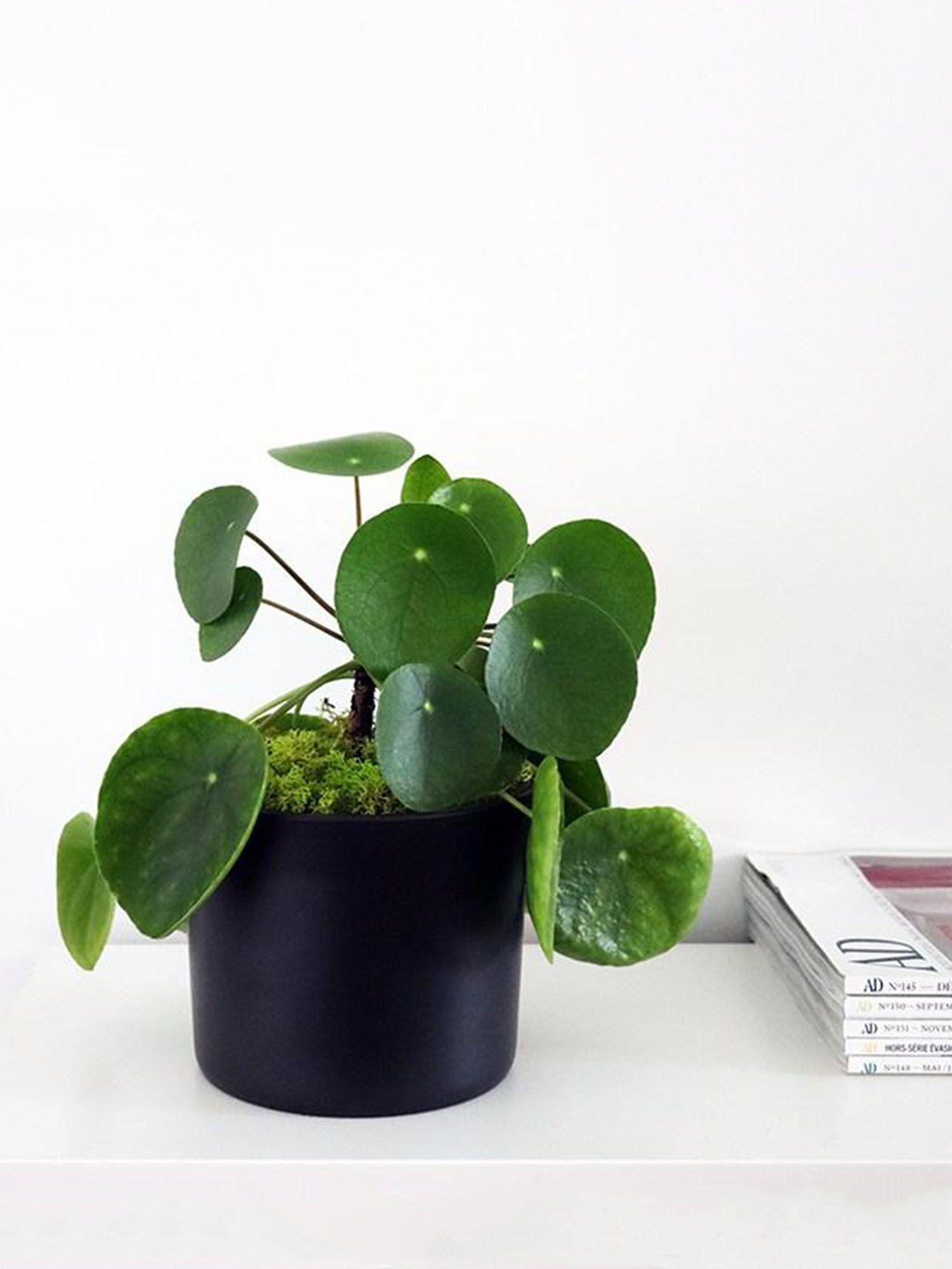 Pilea Peperomioides