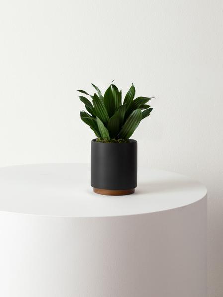 Dracaena Compacta