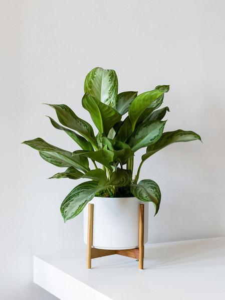 Silver Evergreen - Mid-Century