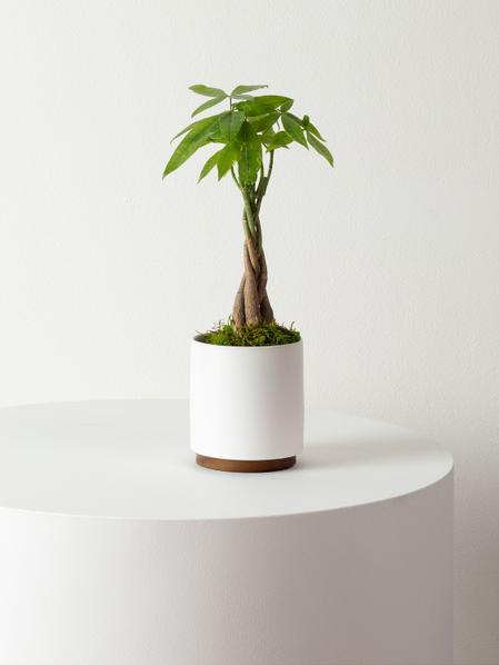 Braided Money Tree