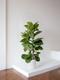 Fiddle Leaf Fig Bush