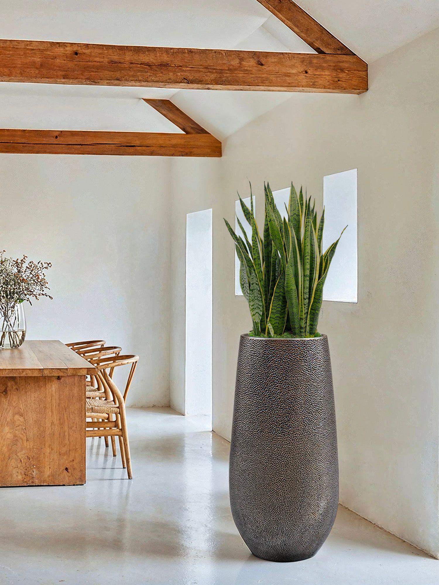 Sansevieria Laurentii