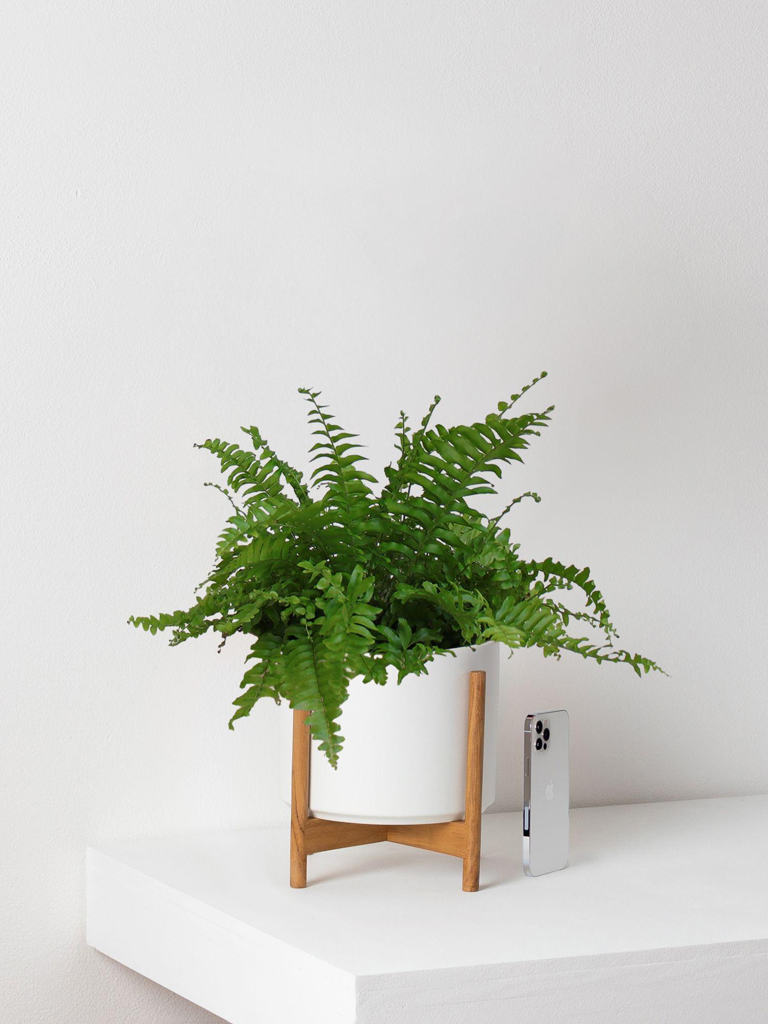 Boston Fern