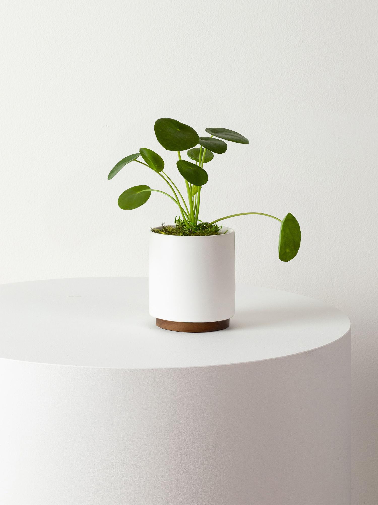 indoor plants picture