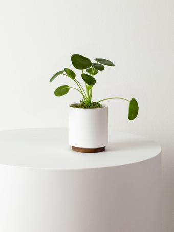 indoor plants picture